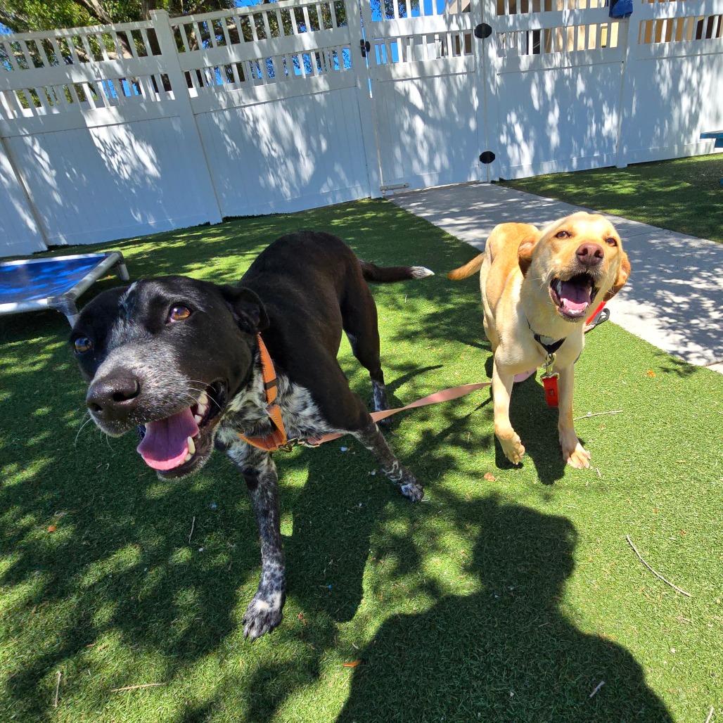 Enlarge Sue, a Adoptable Mixed Breed in Naples, FL image 6/6