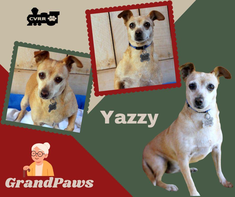 Enlarge Yazzy (GrandPaws), a Adoptable Chihuahua in LINDSAY, CA image 1/1