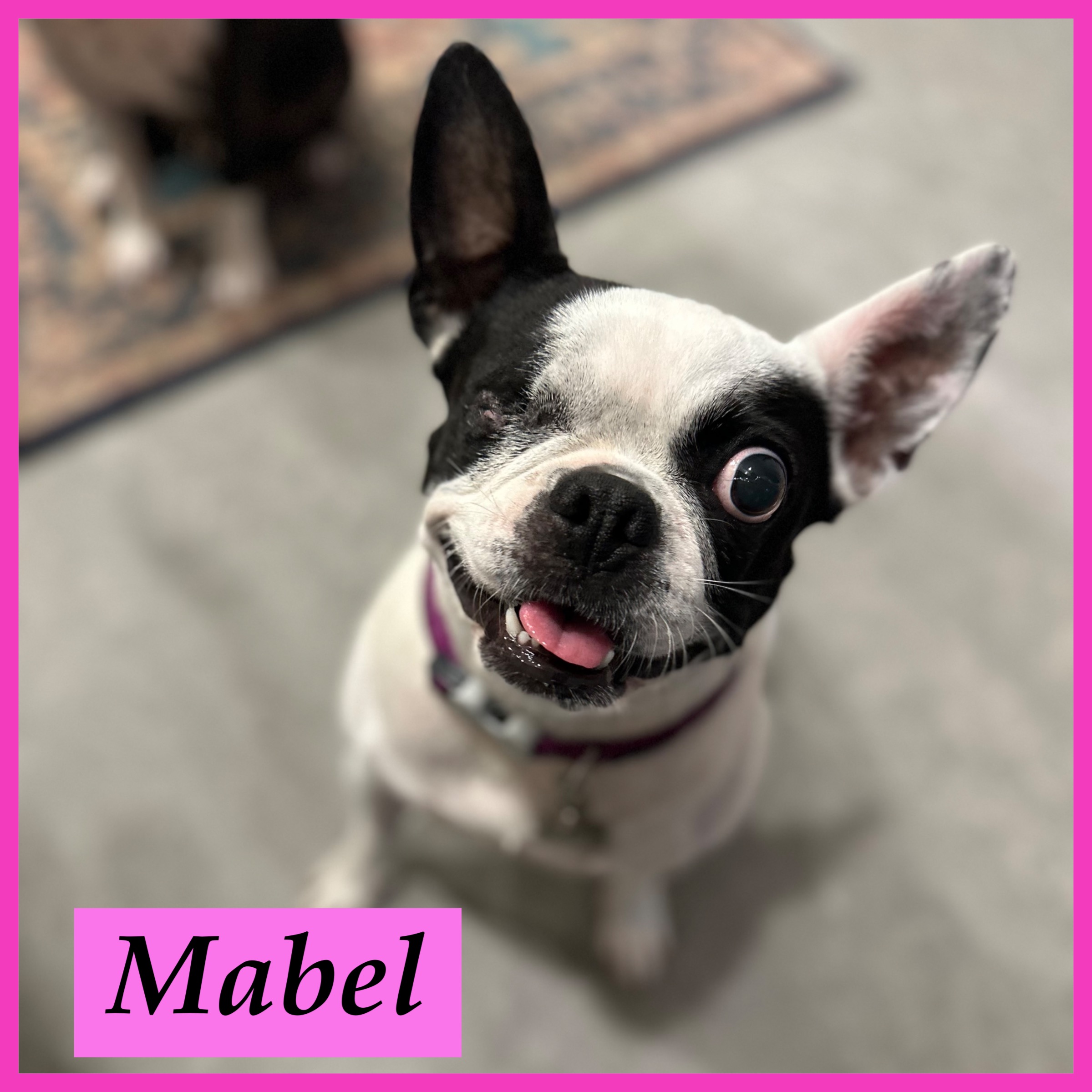 MABEL, Adopted, Adult Female Boston Terrier & Pug.