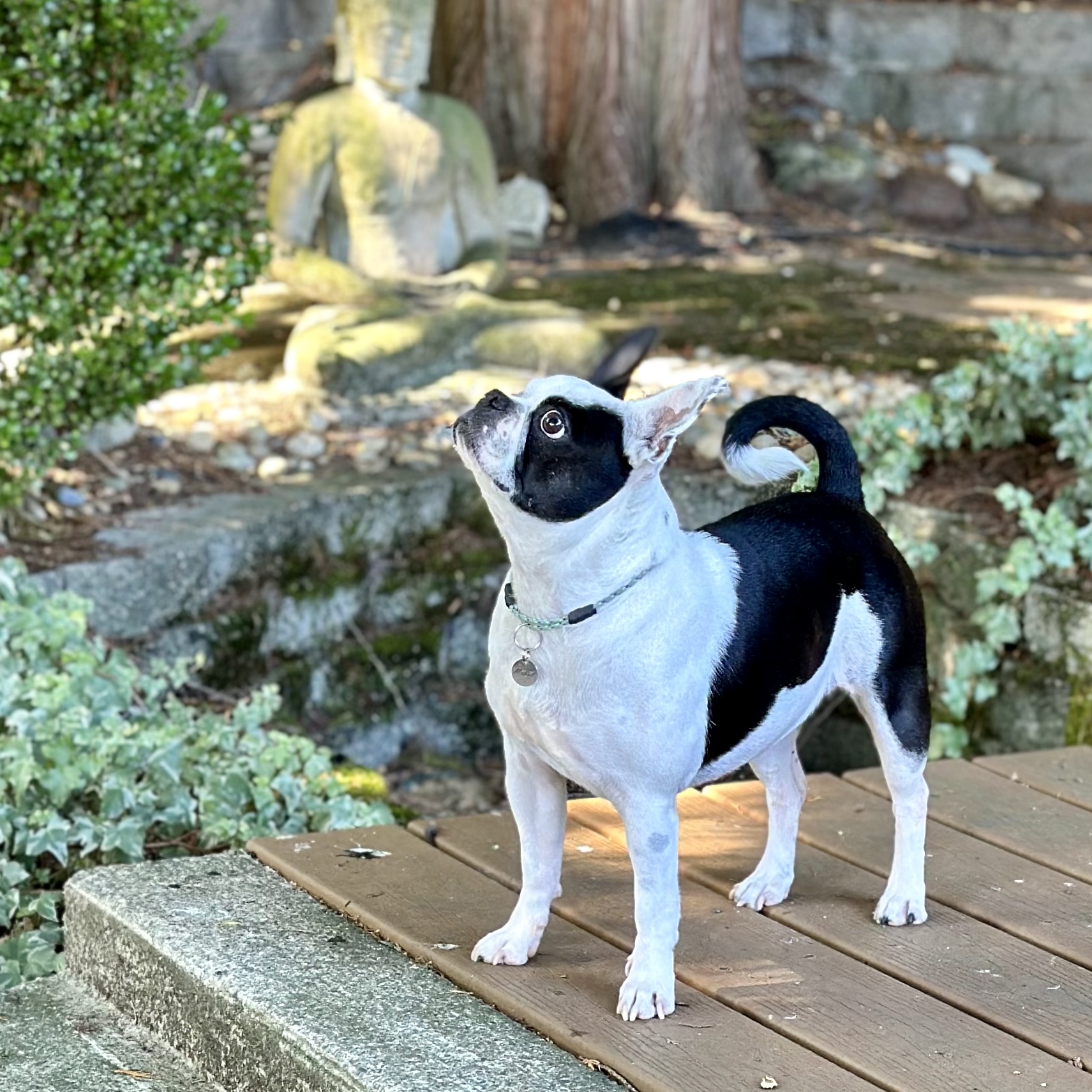 Enlarge MABEL, a Adopted mixed breed in Seattle, WA image 2/4