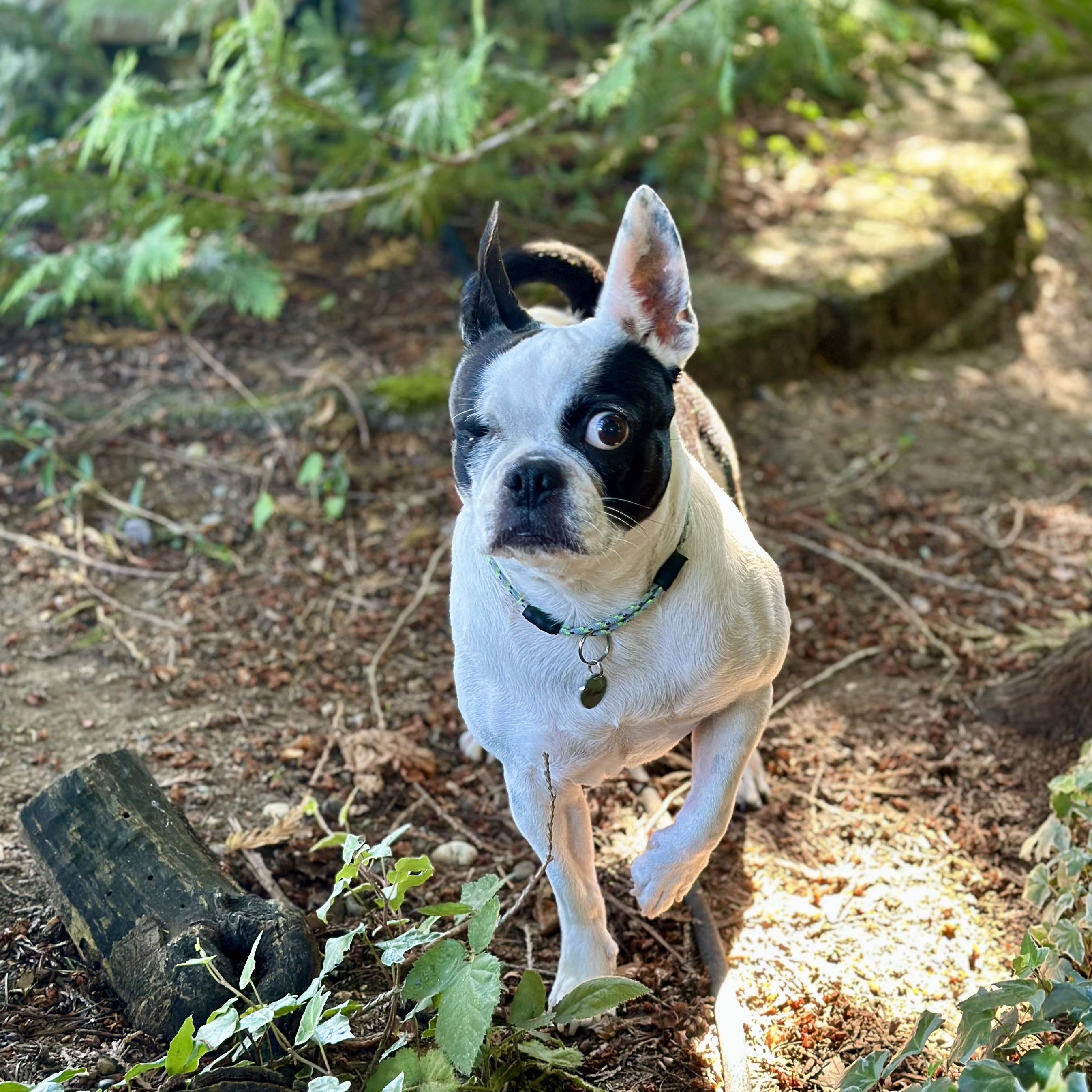 Enlarge MABEL, a Adopted mixed breed in Seattle, WA image 3/4