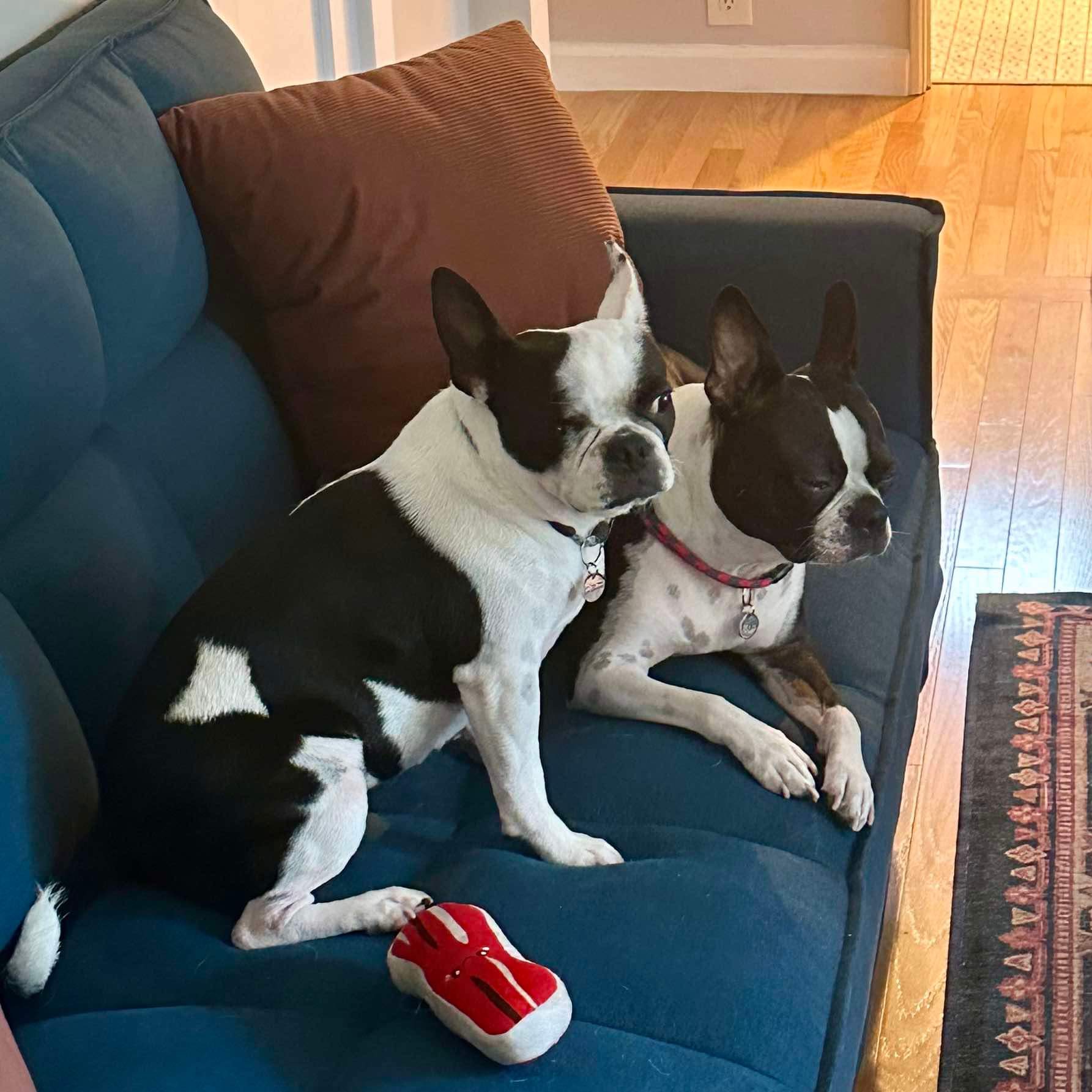 Enlarge MABEL, a Adopted mixed breed in Seattle, WA image 4/4