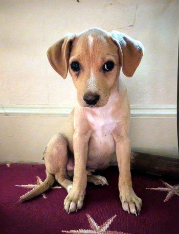 Enlarge Leon, a Adoptable mixed breed in Bedford Hills, NY image 3/4