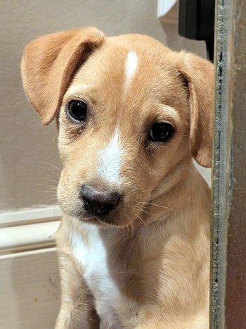 Enlarge Leon, a Adoptable mixed breed in Bedford Hills, NY image 2/4