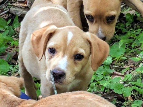Enlarge Leon, a Adoptable mixed breed in Bedford Hills, NY image 4/4