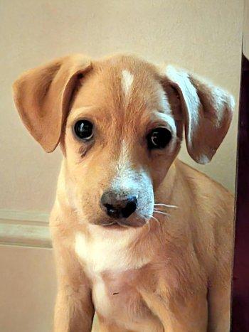 Leon, Adoptable, Puppy Male Chihuahua & Terrier.