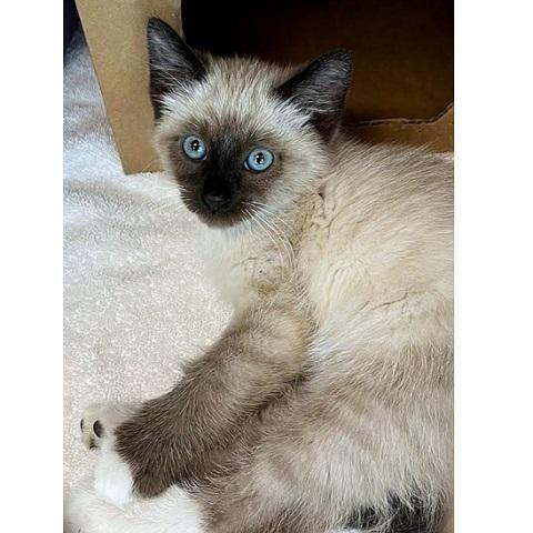 Ollie, ADOPTABLE, Kitten Male Snowshoe.