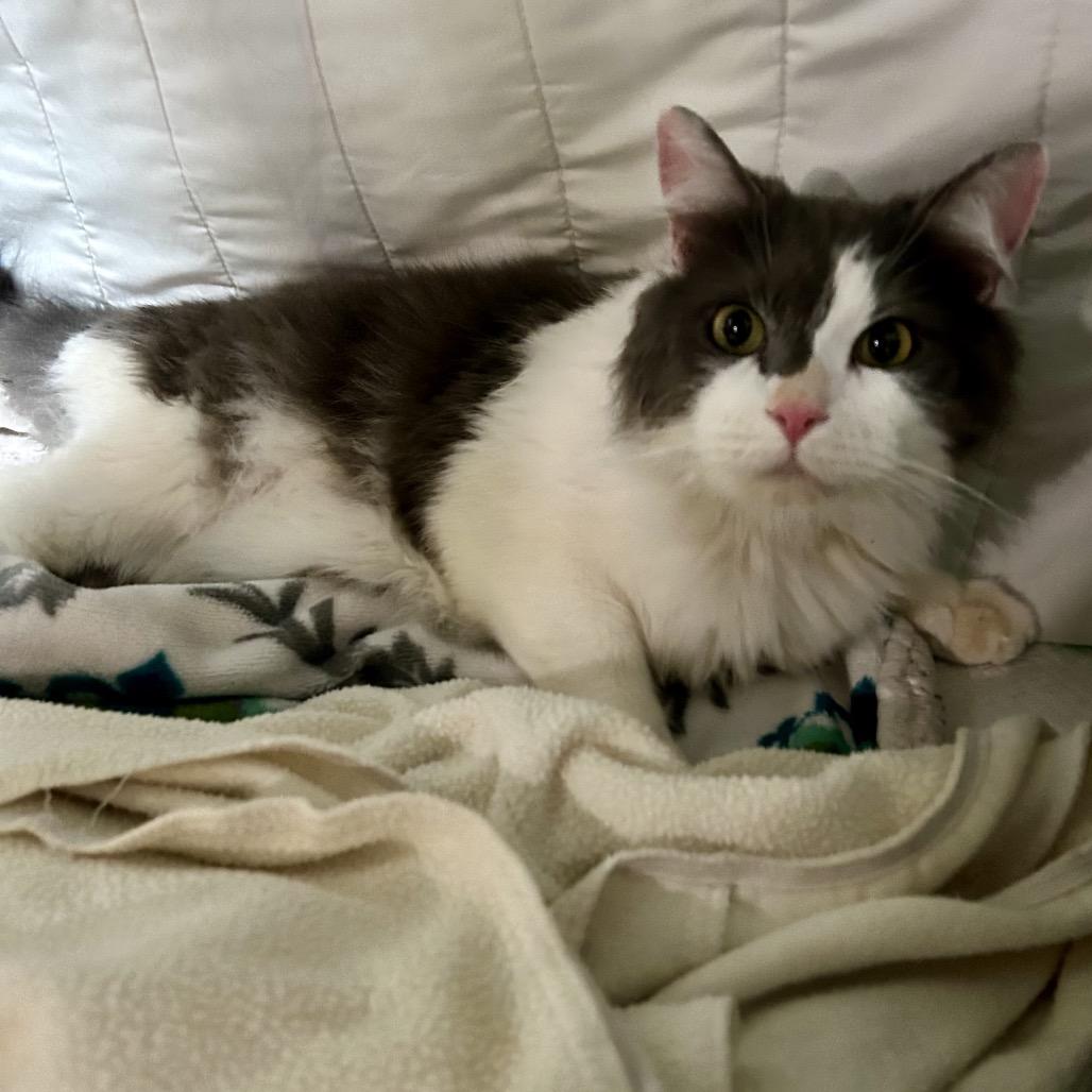 Enlarge Duke, a Adoptable Domestic Long Hair in Pocono Summit, PA image 1/6