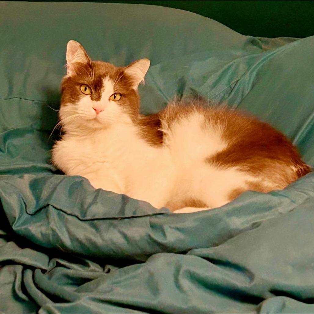 Enlarge Duke, a Adoptable Domestic Long Hair in Pocono Summit, PA image 2/6