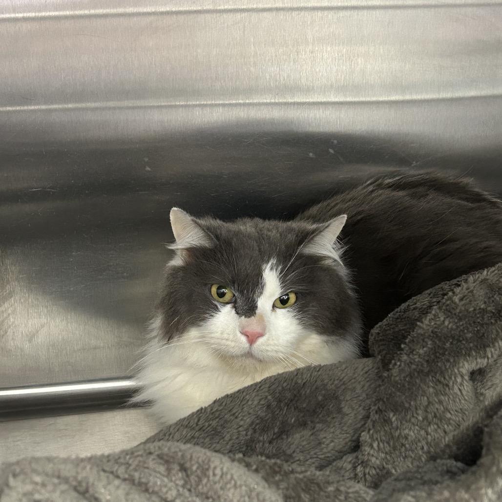 Enlarge Duke, a Adoptable Domestic Long Hair in Pocono Summit, PA image 3/6