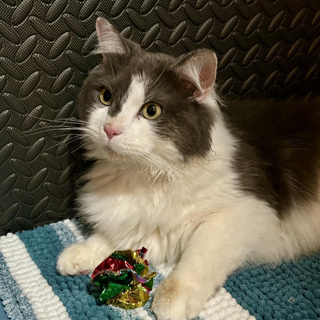 Enlarge Duke, a Adoptable Domestic Long Hair in Pocono Summit, PA image 4/6