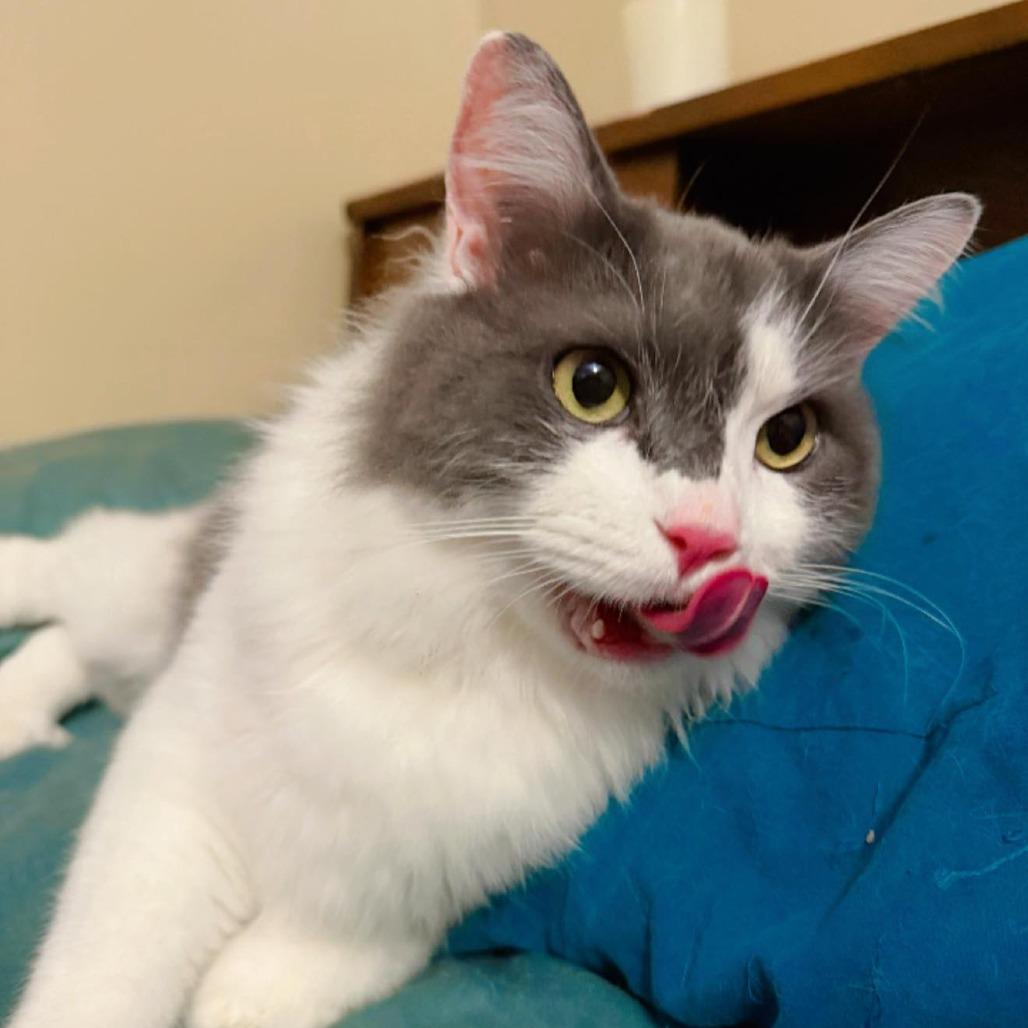 Enlarge Duke, a Adoptable Domestic Long Hair in Pocono Summit, PA image 5/6