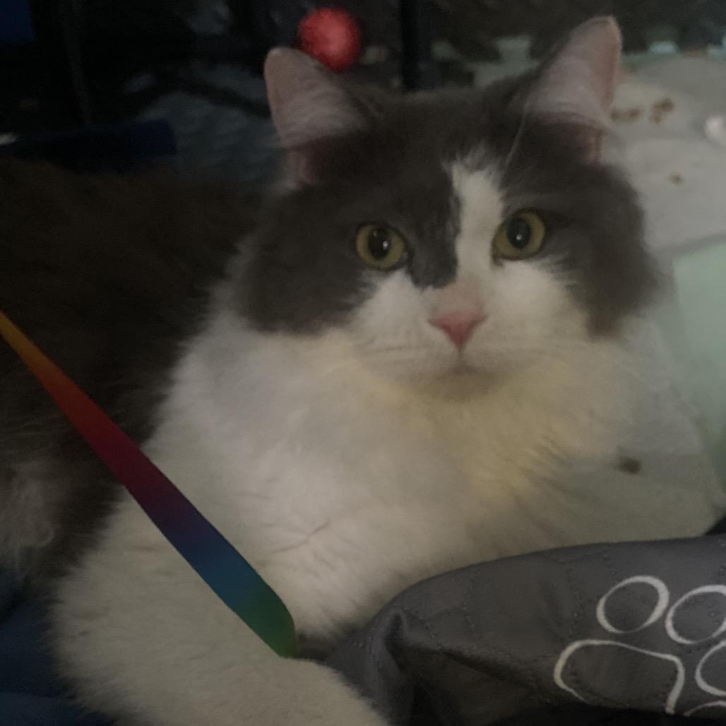 Enlarge Duke, a Adoptable Domestic Long Hair in Pocono Summit, PA image 6/6