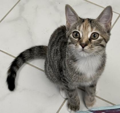 Spark, a Adoptable mixed breed in Venice, FL image 1/3