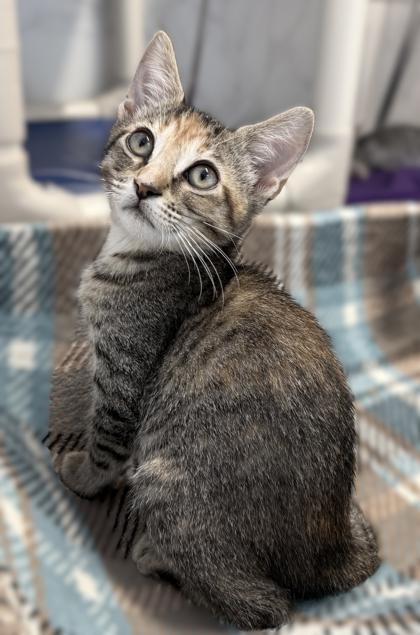 Spark, Adoptable, Kitten Female Domestic Short Hair & Domestic Short Hair.