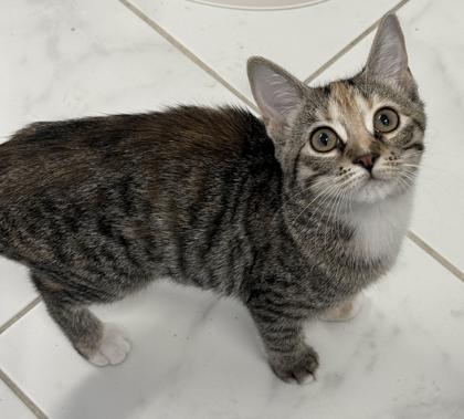 Spark, a Adoptable mixed breed in Venice, FL image 3/3