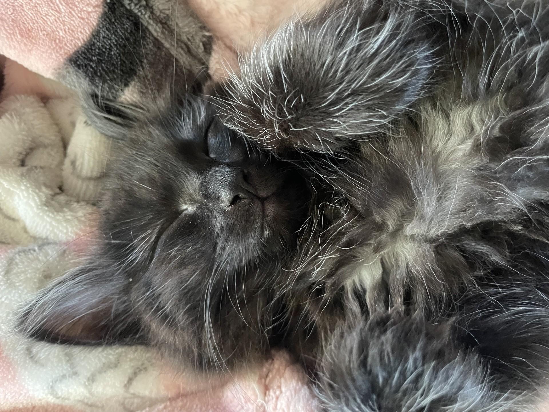 Sweet Pea, adopted, Kitten Female Tabby.