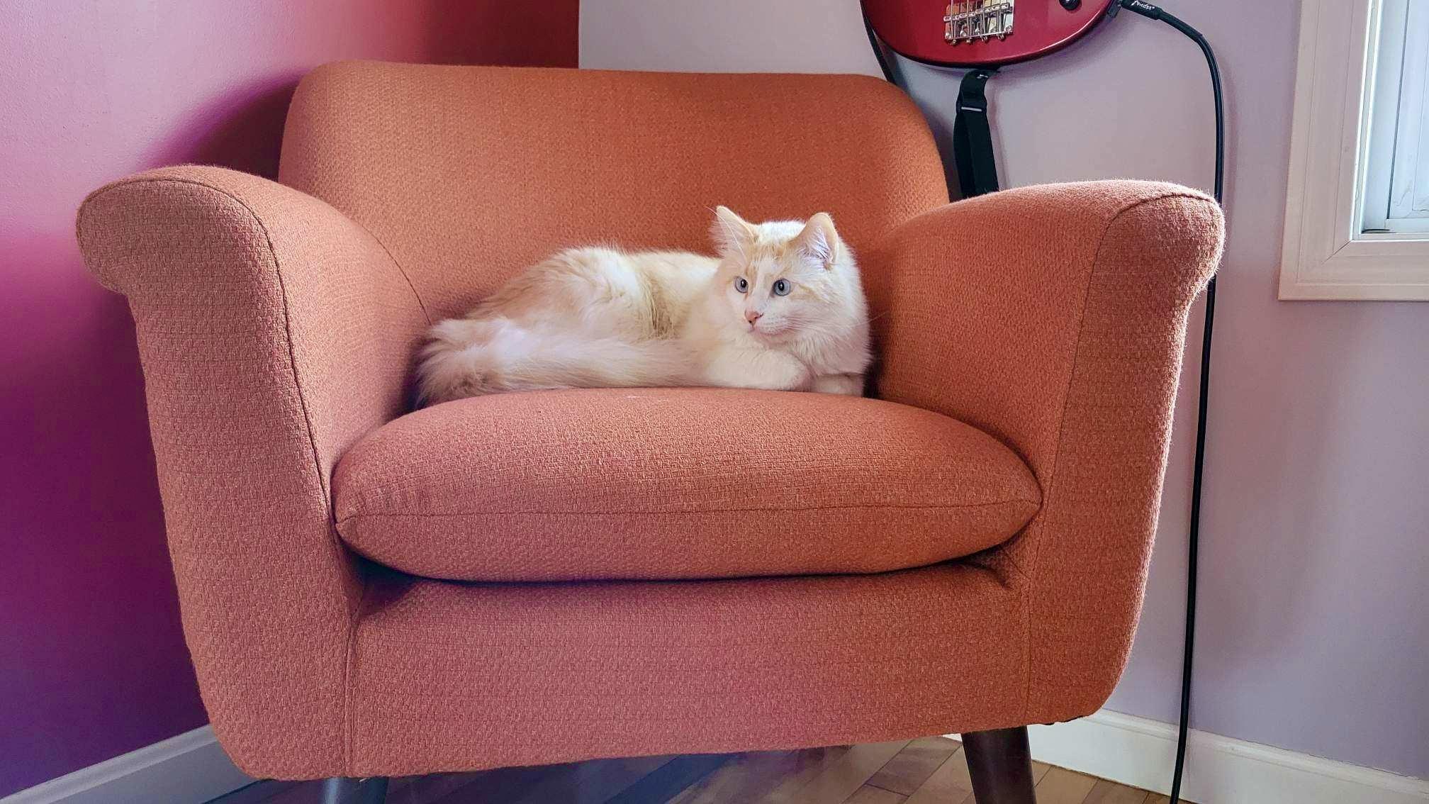 Croqui, Adopted, Adult Male Ragdoll & Maine Coon.