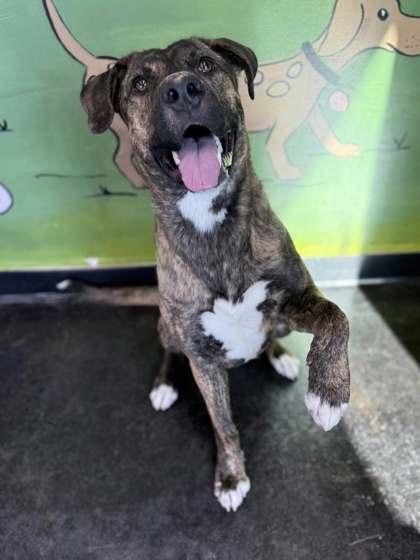 Josephine, a Adoptable mixed breed in Memphis, TN image 3/3