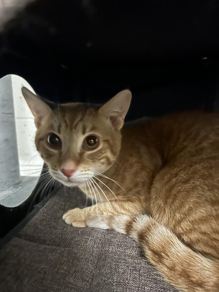 Enlarge Peter, a Adopted Domestic Short Hair in Ontario, CA image 1/1