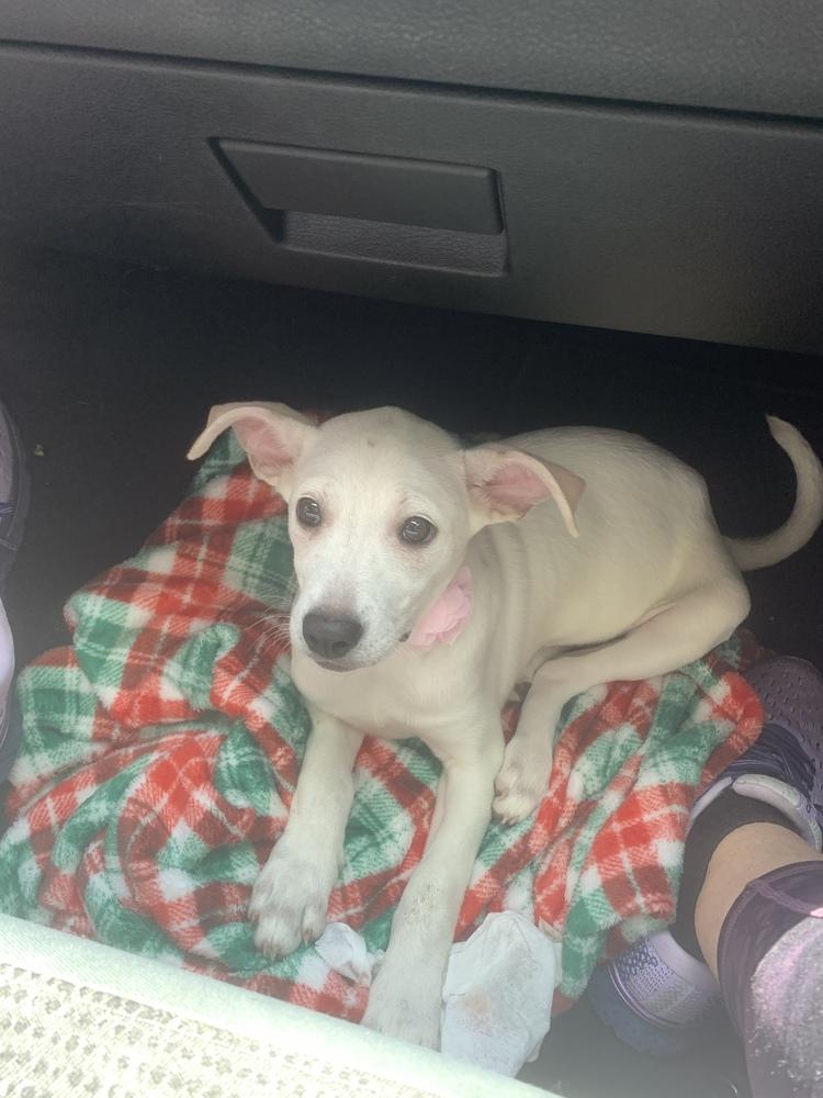 Enlarge Sallys Puppies, a Adopted mixed breed in Ridgeland, SC image 1/1