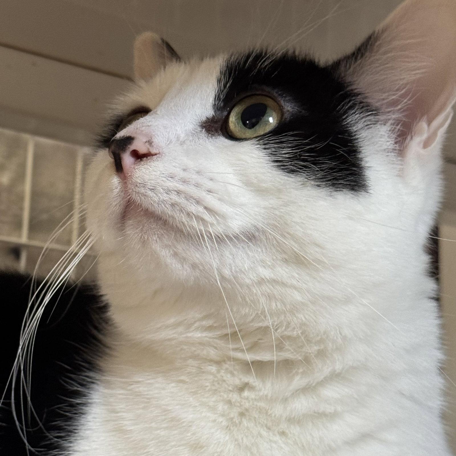 Enlarge Thumbs, a Adoptable Domestic Short Hair in Winchendon, MA image 1/3