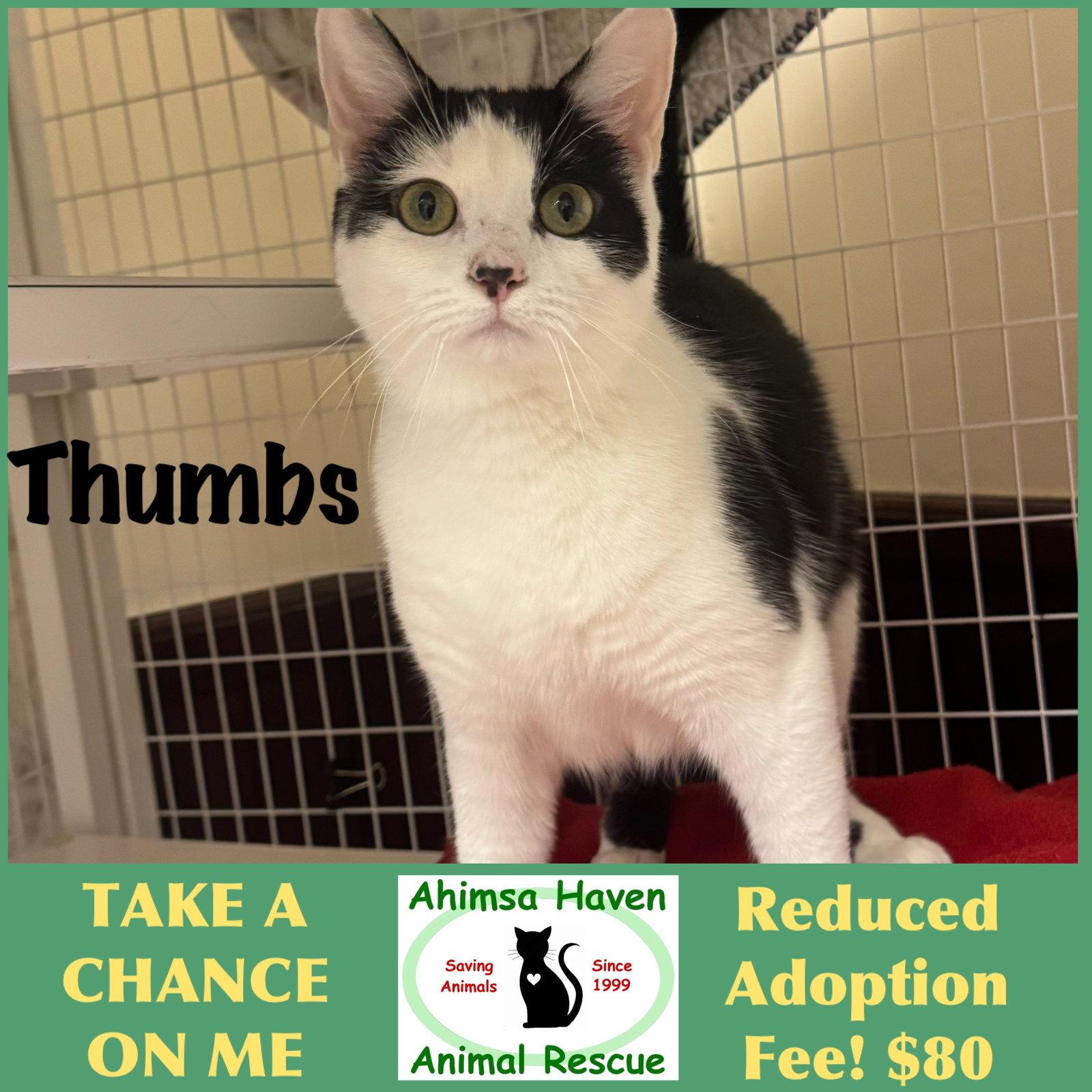Enlarge Thumbs, a Adoptable Domestic Short Hair in Winchendon, MA image 1/1