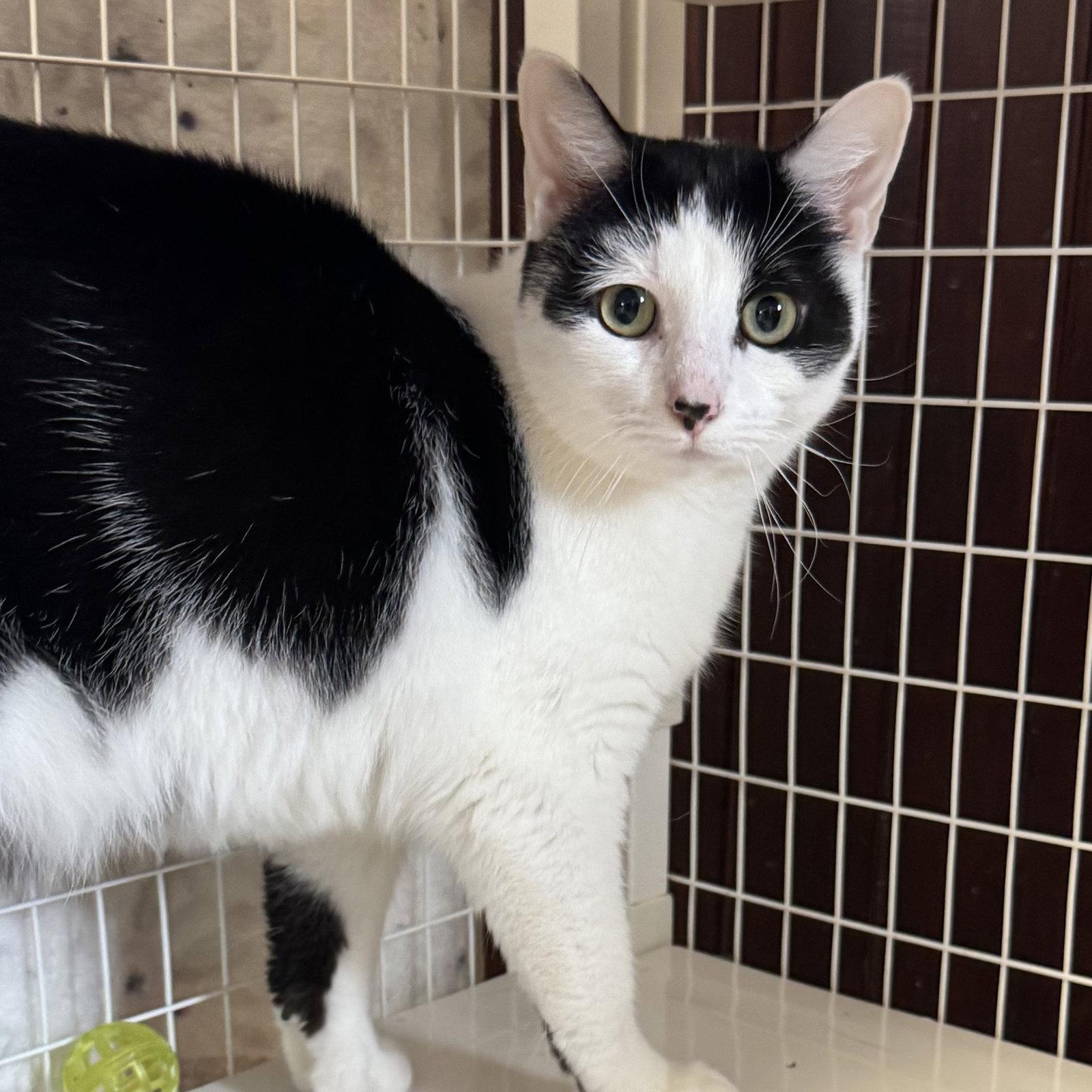 Enlarge Thumbs, a Adoptable Domestic Short Hair in Winchendon, MA image 3/3