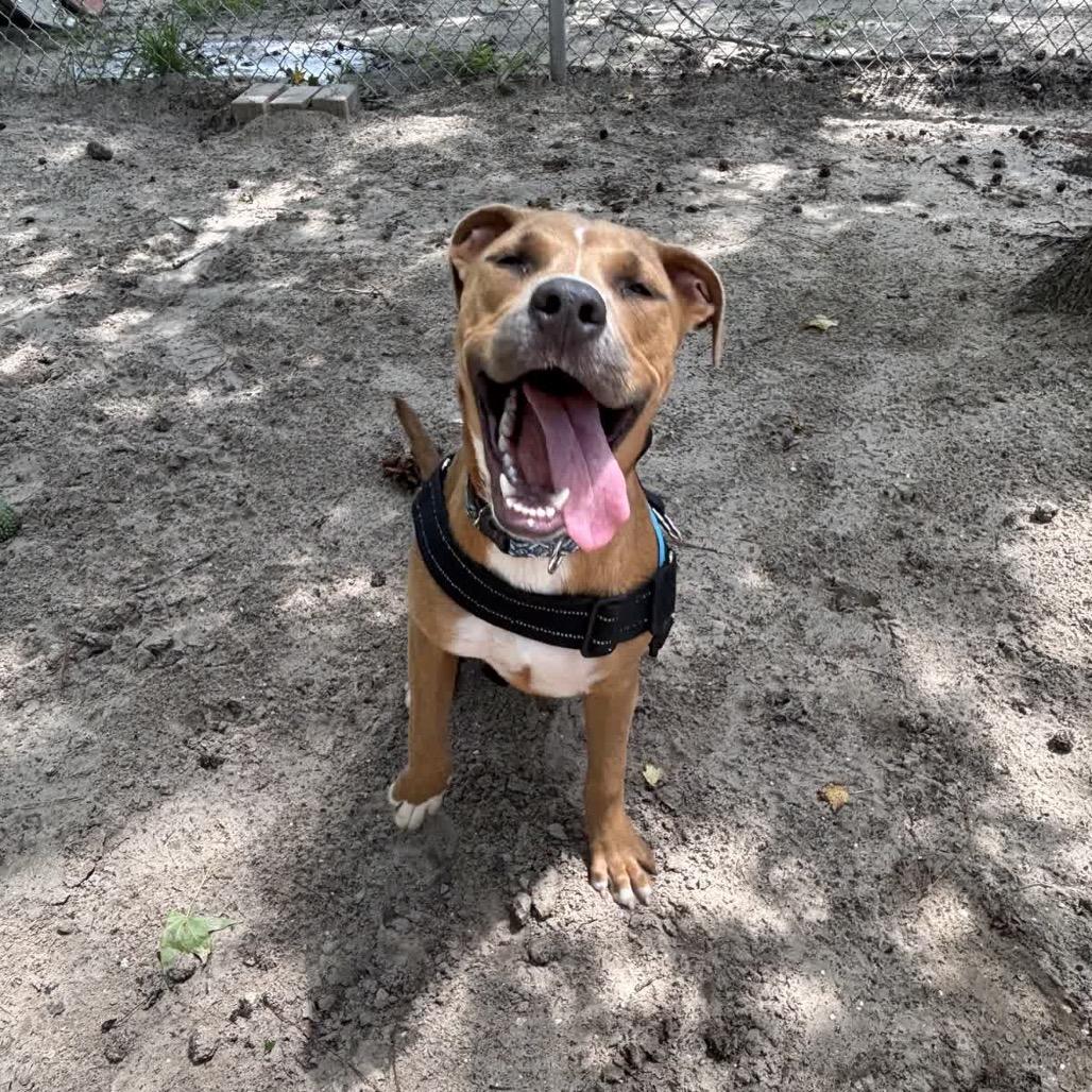 Frappuccino 28288, a Adoptable Mixed Breed in Middleburg, FL image 3/6