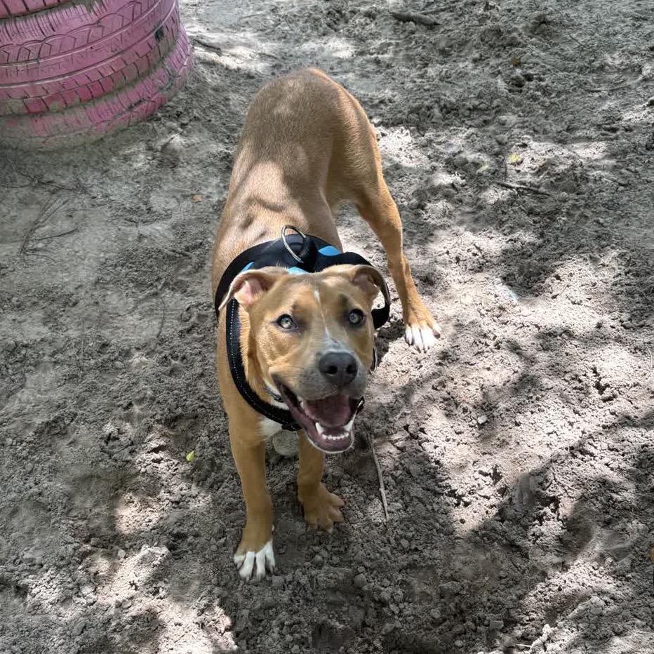 Frappuccino 28288, a Adoptable Mixed Breed in Middleburg, FL image 4/6
