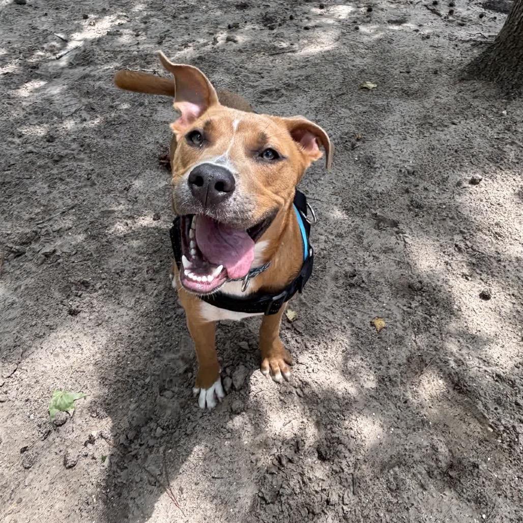 Frappuccino 28288, a Adoptable Mixed Breed in Middleburg, FL image 6/6