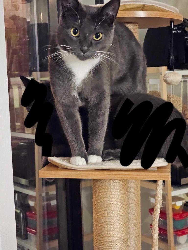 Enlarge Forrest, a Adopted Domestic Medium Hair in Montreal, QC image 1/1