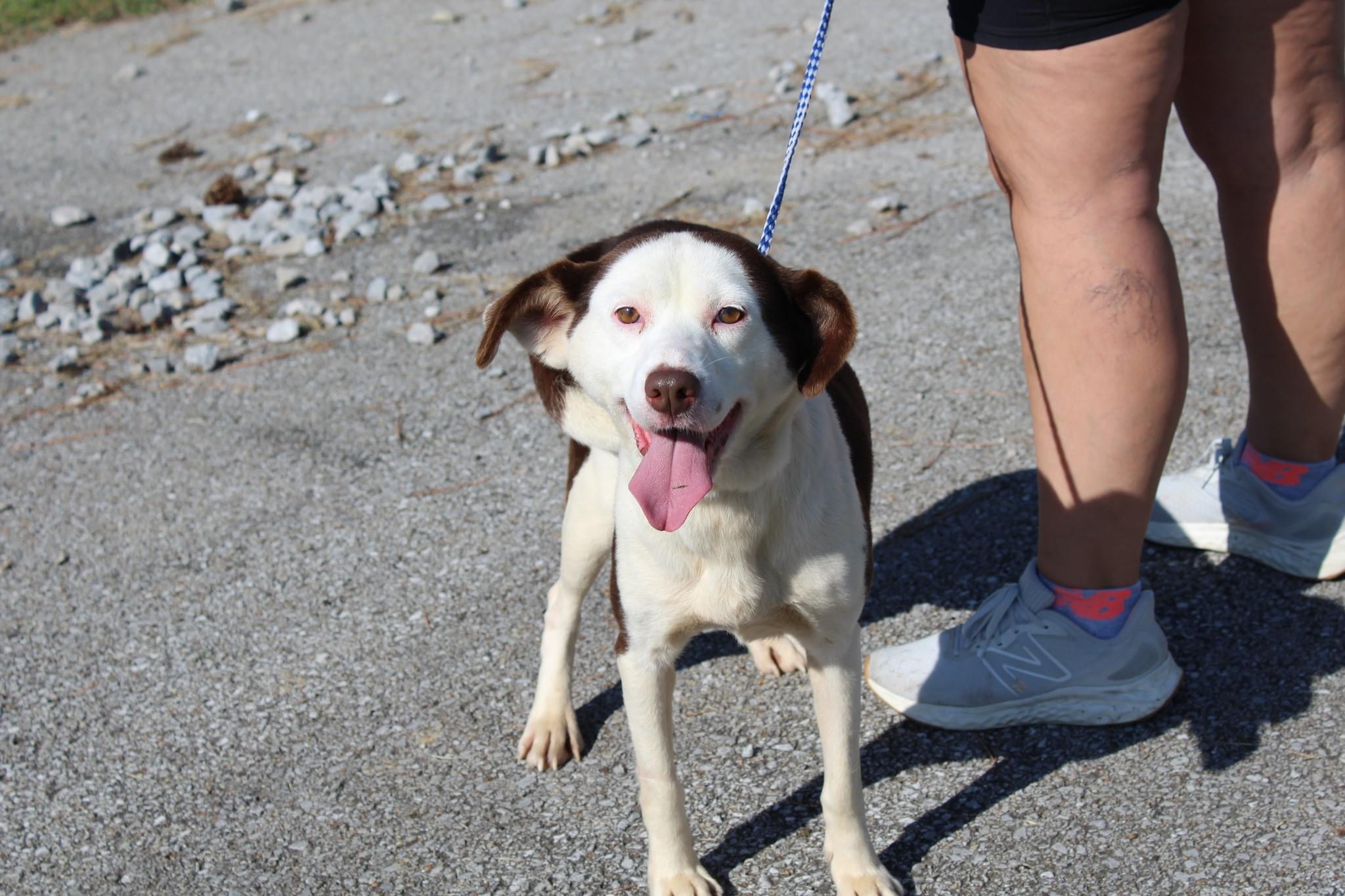 Dog for adoption Penny, a Border Collie Mix in Dixon, KY Petfinder