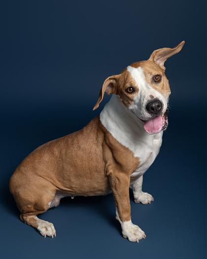 Enlarge Minnie, a Adoptable Mixed Breed in Leander, TX image 1/3