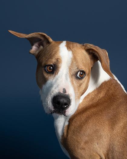 Enlarge Minnie, a Adoptable Mixed Breed in Leander, TX image 2/3