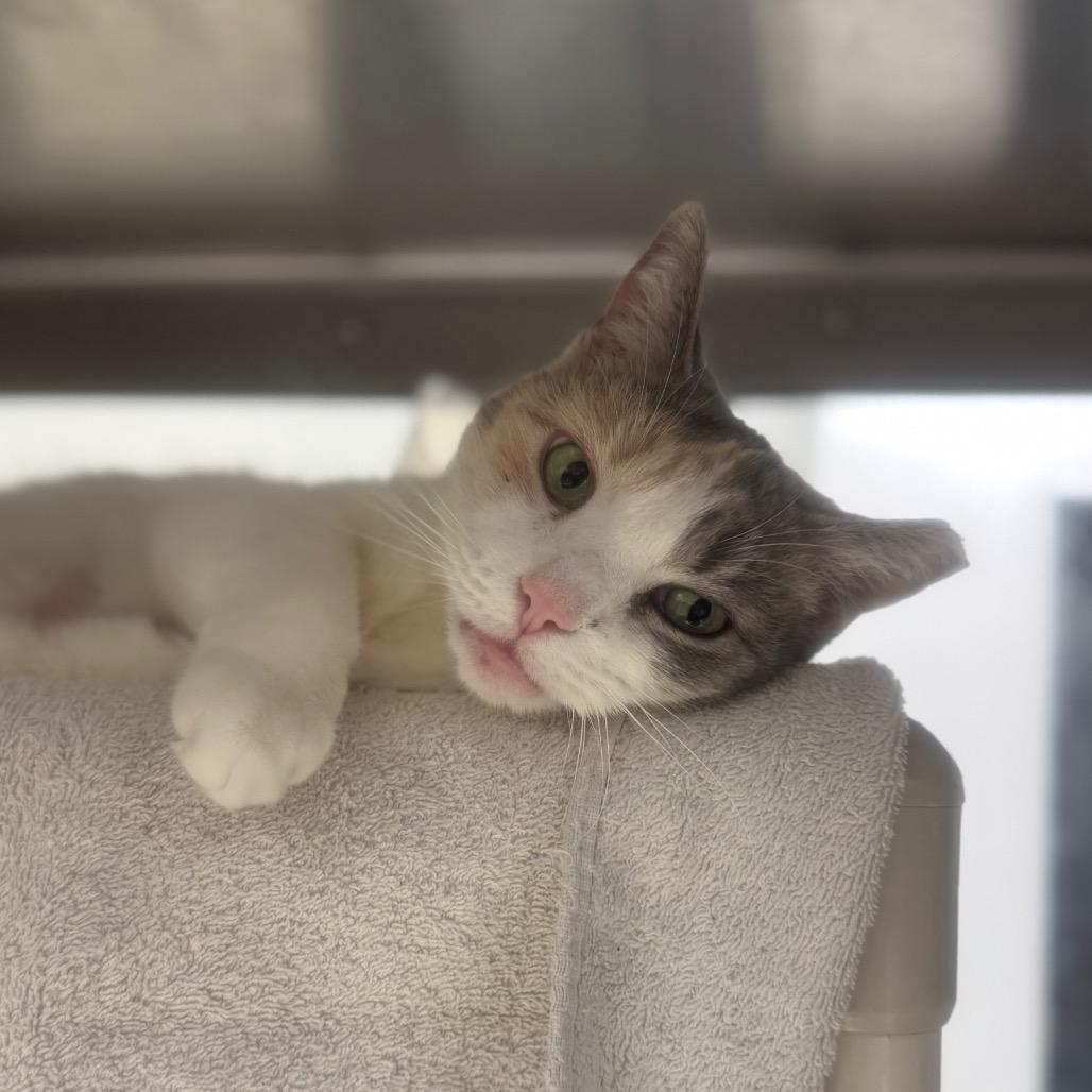 Enlarge Blue, a Adoptable Domestic Short Hair in York, PA image 1/4