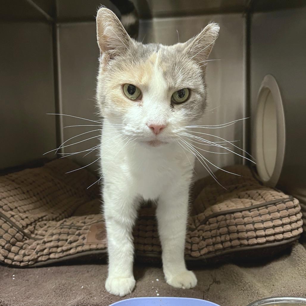 Enlarge Blue, a Adoptable Domestic Short Hair in York, PA image 2/4