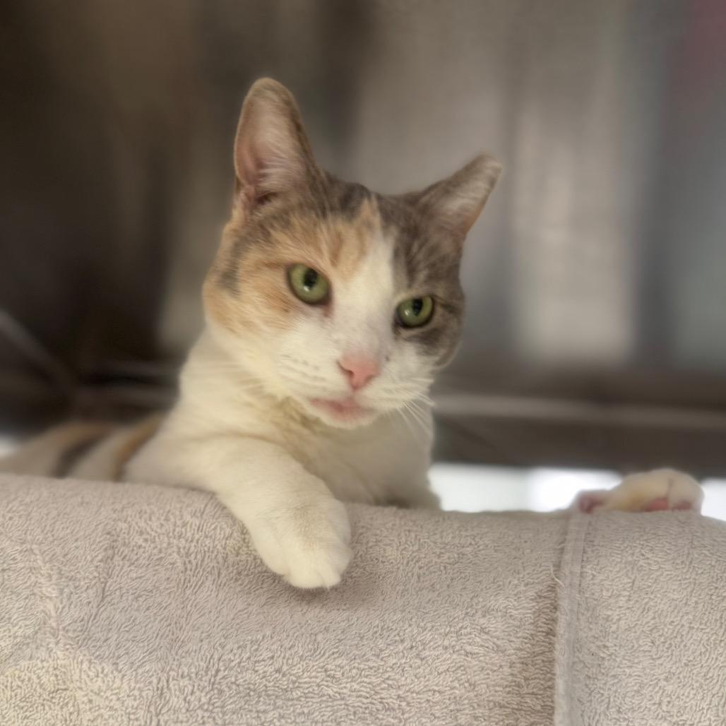 Enlarge Blue, a Adoptable Domestic Short Hair in York, PA image 3/4