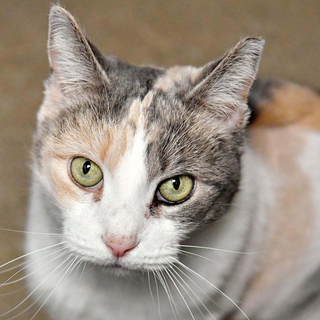 Enlarge Blue, a Adoptable Domestic Short Hair in York, PA image 4/4