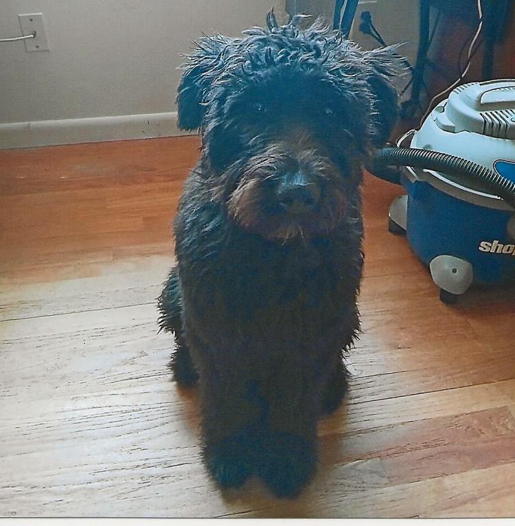ZOLA, adoptable, Young Female Bouvier des Flandres.
