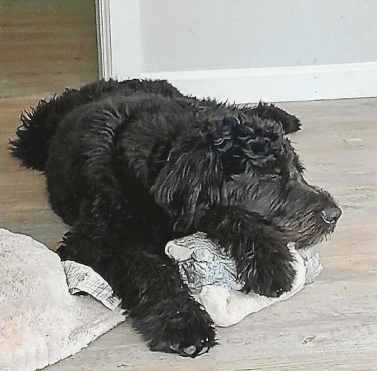 Enlarge ZOLA, an adoptable Bouvier des Flandres in Westland, MI image 2/4