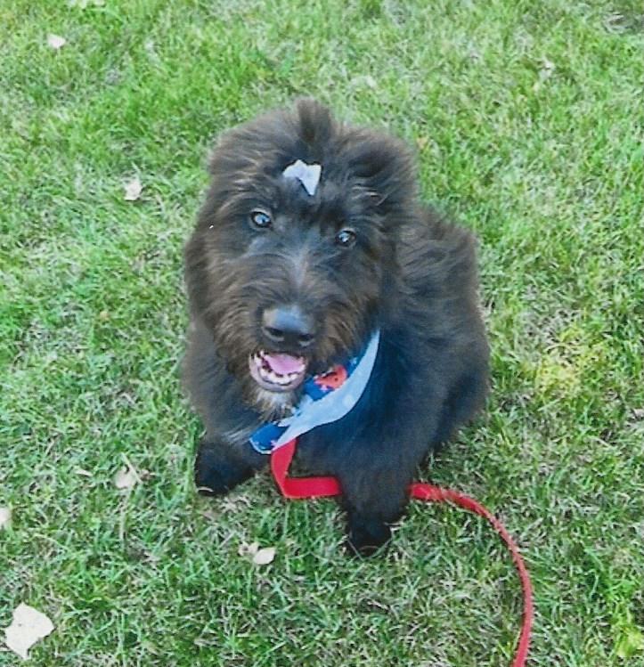 Enlarge ZOLA, an adoptable Bouvier des Flandres in Westland, MI image 3/4