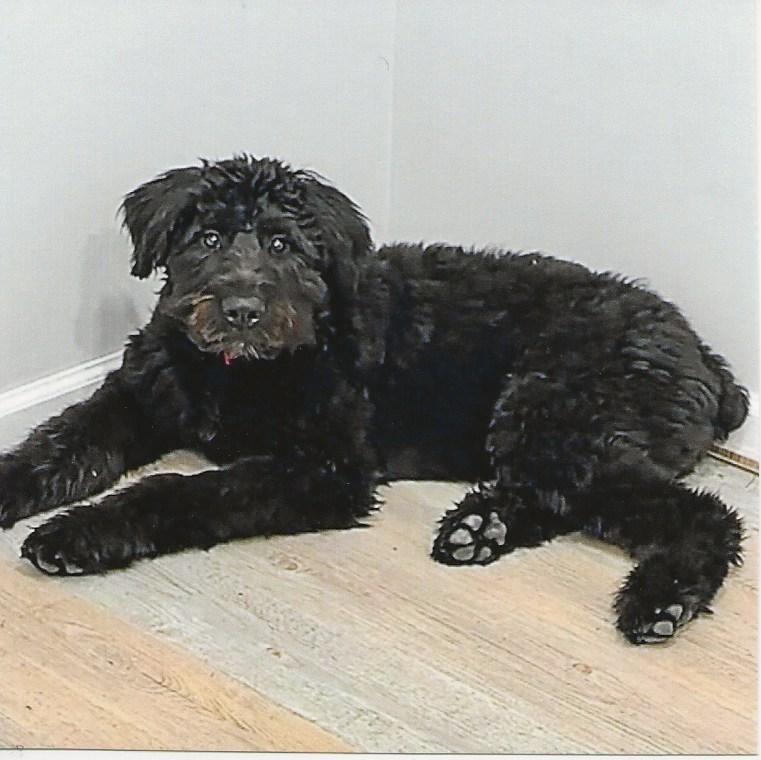 Enlarge ZOLA, an adoptable Bouvier des Flandres in Westland, MI image 4/4