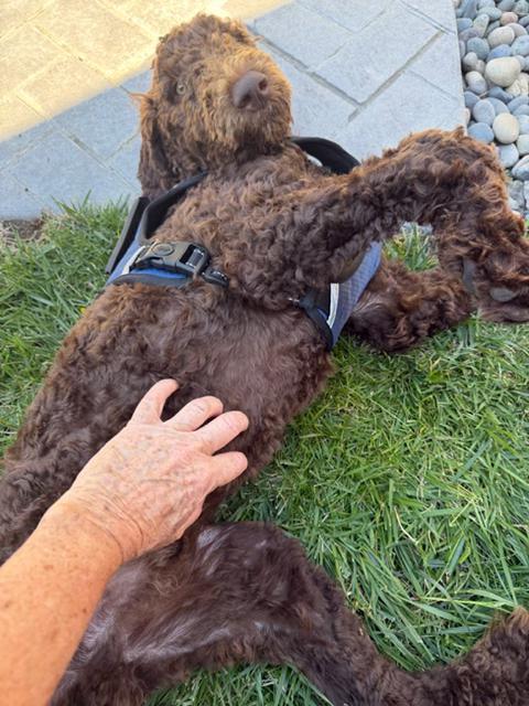 Bear, an adopted Labradoodle in Lafayette, CA image 4/6