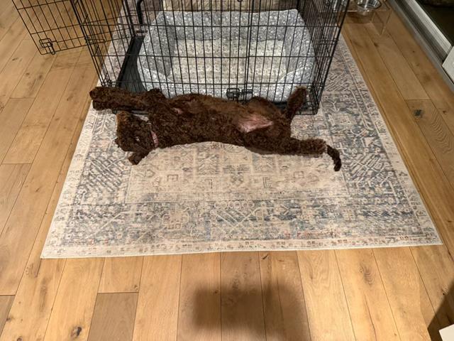 Bear, an adopted Labradoodle in Lafayette, CA image 3/6