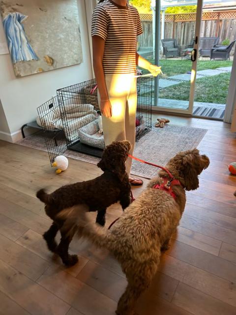 Bear, an adopted Labradoodle in Lafayette, CA image 5/6