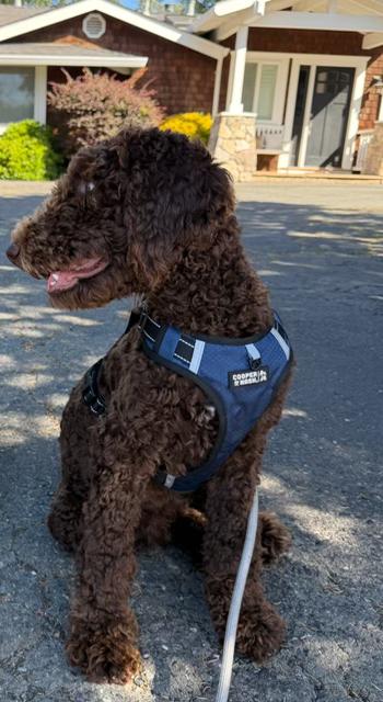 Bear, an adopted Labradoodle in Lafayette, CA image 2/6