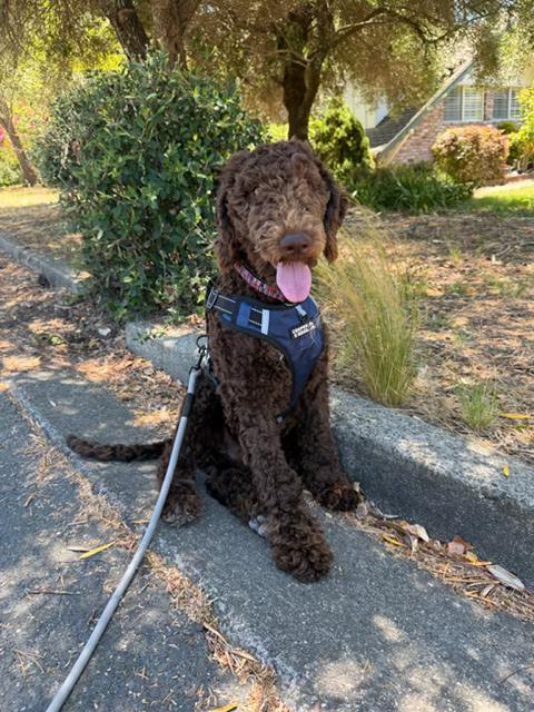 Bear, adopted, Puppy Male Labradoodle.