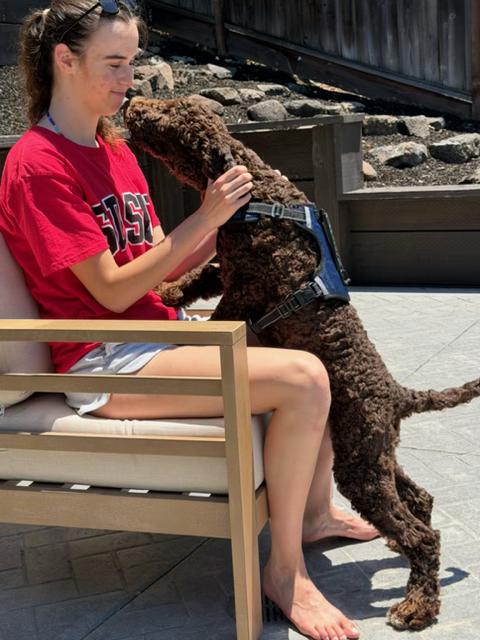 Bear, an adopted Labradoodle in Lafayette, CA image 6/6
