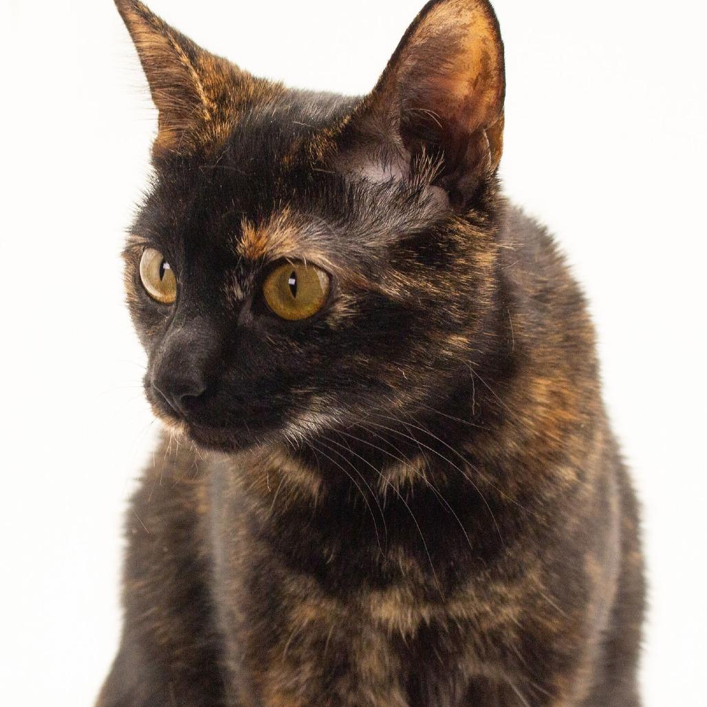 Enlarge Scribbles, a Adoptable Domestic Short Hair in Plainfield, IL image 1/6